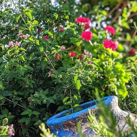 Seapine Lassi (Kefalonia)